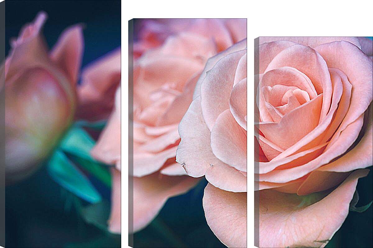 Модульная картина - Пастельные розы