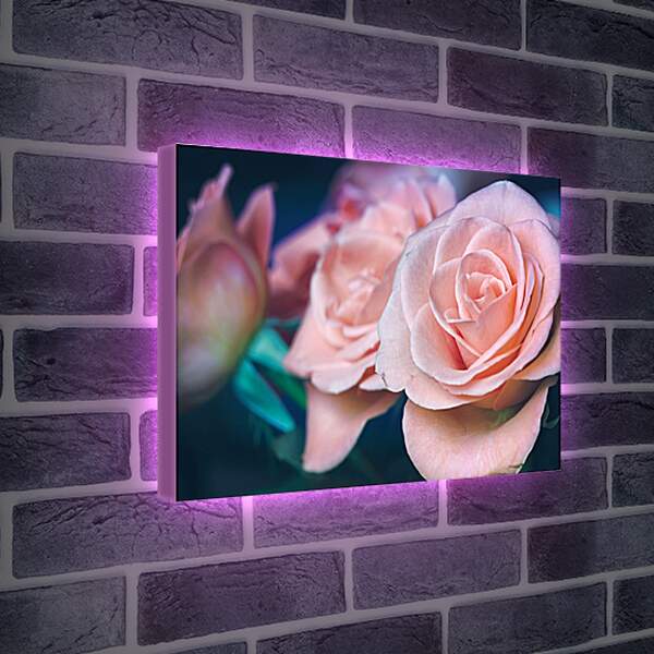 Лайтбокс световая панель - Пастельные розы