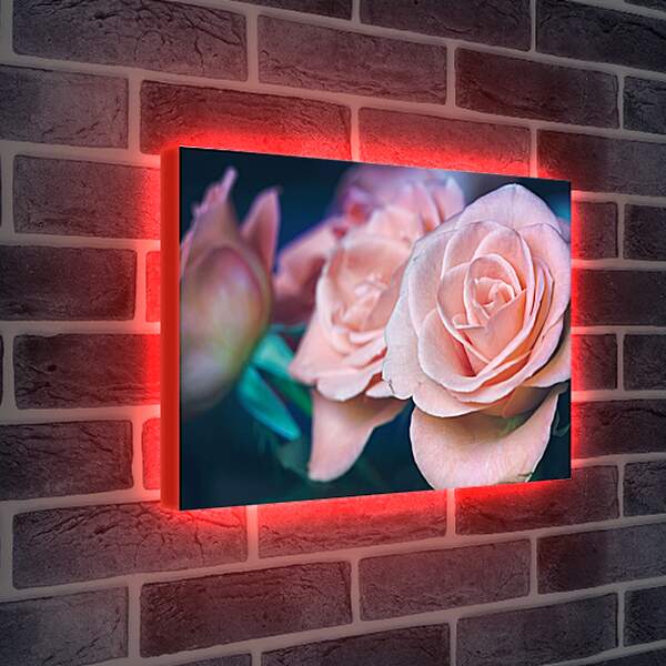 Лайтбокс световая панель - Пастельные розы