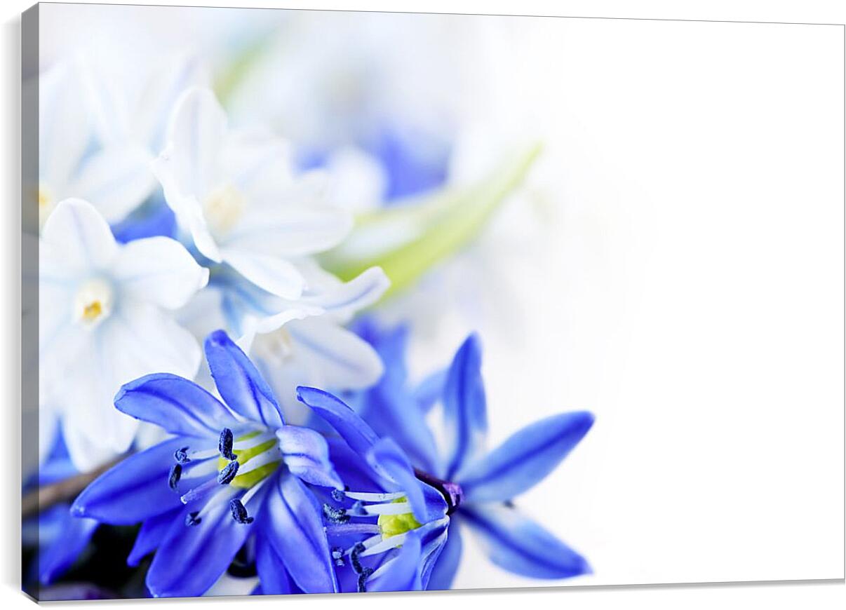Постер и плакат - Белые и синие цветы