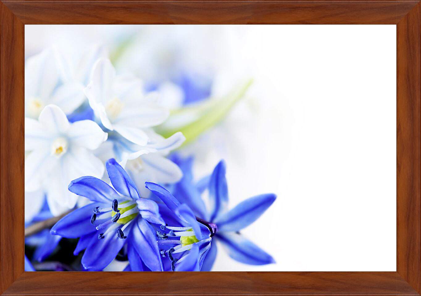 Картина в раме - Белые и синие цветы