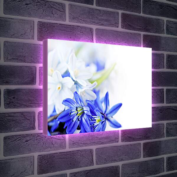 Лайтбокс световая панель - Белые и синие цветы