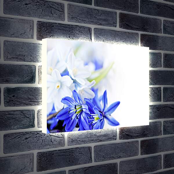 Лайтбокс световая панель - Белые и синие цветы