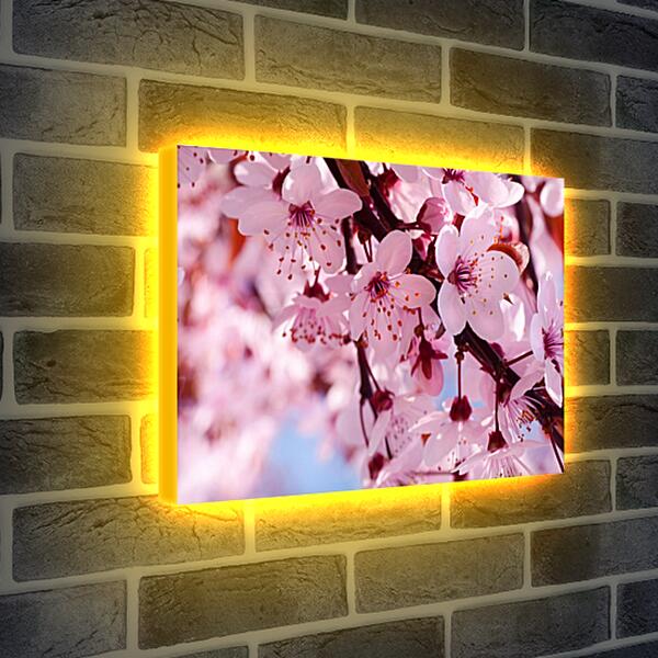 Лайтбокс световая панель - Вишня весной