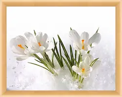 Картина в раме - Подснежники в снегу Картина в раме - Подснежники в снегу