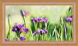Картина в раме - Ирисы Картина в раме - Ирисы