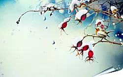 Плакат на стену - Шиповник Плакат на стену - Шиповник