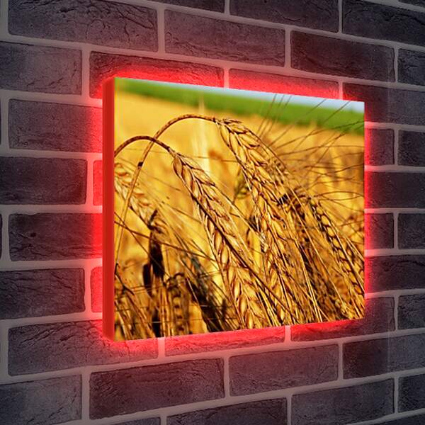 Лайтбокс световая панель - Времена года - Зрелые колосья пшеницы