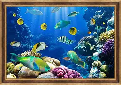 Картина в раме - tropical fsh - тропичные рыбки Картина в раме - tropical fsh - тропичные рыбки