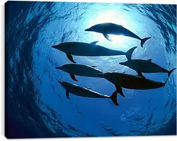 Постер на подрамнике - Dolphin - Дельфины Постер на подрамнике - Dolphin - Дельфины