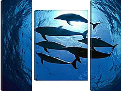 Модульная картина - Dolphin - Дельфины Модульная картина - Dolphin - Дельфины