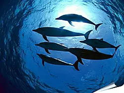 Плакат на стену - Dolphin - Дельфины Плакат на стену - Dolphin - Дельфины