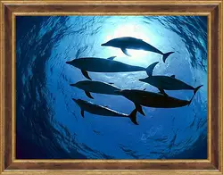 Картина в раме - Dolphin - Дельфины Картина в раме - Dolphin - Дельфины