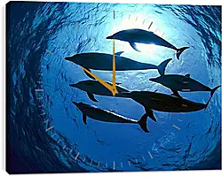Часы картина - Dolphin - Дельфины Часы картина - Dolphin - Дельфины