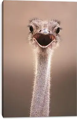 Постер на подрамнике - Ostrich - Страус Постер на подрамнике - Ostrich - Страус