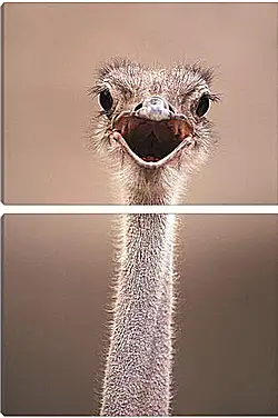 Модульная картина - Ostrich - Страус Модульная картина - Ostrich - Страус