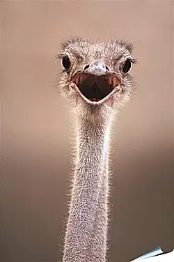 Плакат на стену - Ostrich - Страус Плакат на стену - Ostrich - Страус