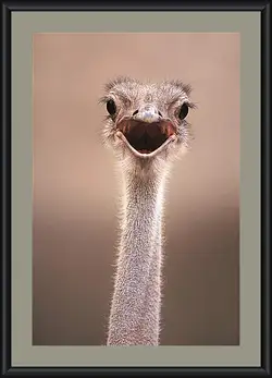 Картина в раме - Ostrich - Страус Картина в раме - Ostrich - Страус
