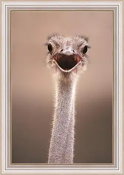 Картина в раме - Ostrich - Страус Картина в раме - Ostrich - Страус