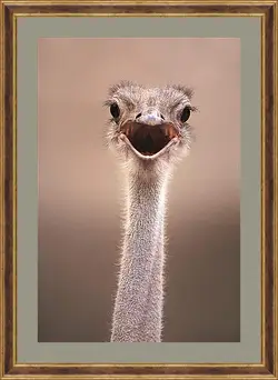 Картина в раме - Ostrich - Страус Картина в раме - Ostrich - Страус