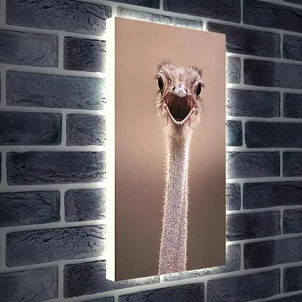 Лайтбокс световая панель - Ostrich - Страус Лайтбокс световая панель - Ostrich - Страус