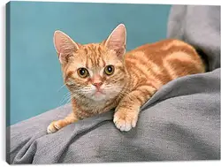 Постер на подрамнике - Рыжий котенок Постер на подрамнике - Рыжий котенок
