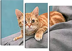 Модульная картина - Рыжий котенок Модульная картина - Рыжий котенок