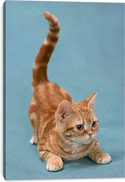Постер на подрамнике - Игривый котенок Постер на подрамнике - Игривый котенок