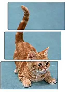Модульная картина - Игривый котенок Модульная картина - Игривый котенок