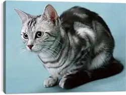 Постер на подрамнике - Кошки Постер на подрамнике - Кошки