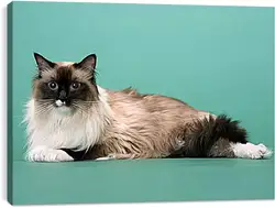 Постер на подрамнике - Кошки Постер на подрамнике - Кошки