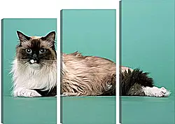 Модульная картина - Кошки Модульная картина - Кошки