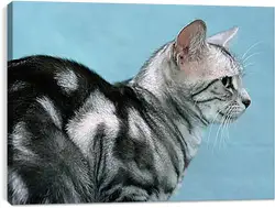 Постер на подрамнике - Кошки Постер на подрамнике - Кошки