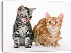Постер на подрамнике - Котята друзья Постер на подрамнике - Котята друзья