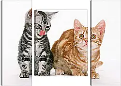 Модульная картина - Котята друзья Модульная картина - Котята друзья