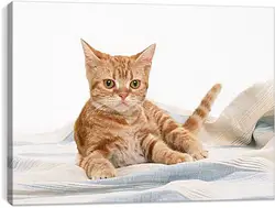Постер на подрамнике - Рыжий кот Постер на подрамнике - Рыжий кот