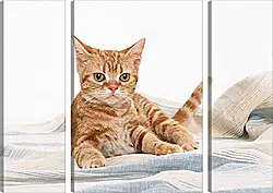 Модульная картина - Рыжий кот Модульная картина - Рыжий кот