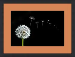 Картина в раме - flowers - одуванчик Картина в раме - flowers - одуванчик