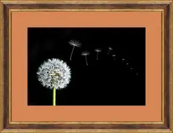 Картина в раме - flowers - одуванчик Картина в раме - flowers - одуванчик