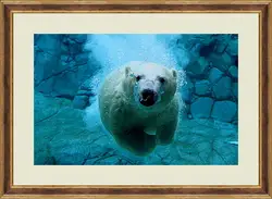 Картина в раме - Белый медведь в воде Картина в раме - Белый медведь в воде