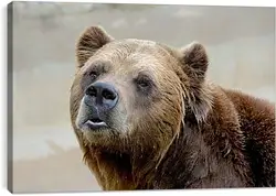 Постер на подрамнике - Медведь Постер на подрамнике - Медведь
