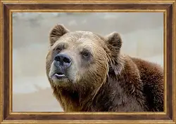 Картина в раме - Медведь Картина в раме - Медведь