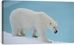 Постер на подрамнике - Белый медведь Постер на подрамнике - Белый медведь