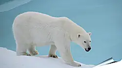 Плакат на стену - Белый медведь Плакат на стену - Белый медведь
