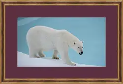 Картина в раме - Белый медведь Картина в раме - Белый медведь