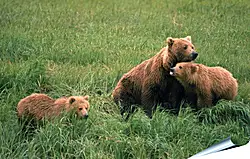 Плакат на стену - Медведи Плакат на стену - Медведи