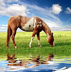 Плакат на стену - У водопоя
Плакат на стену - У водопоя