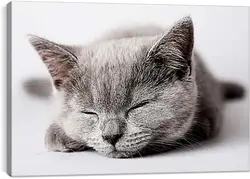Постер на подрамнике - Котенок Постер на подрамнике - Котенок