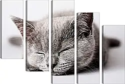 Модульная картина - Котенок Модульная картина - Котенок
