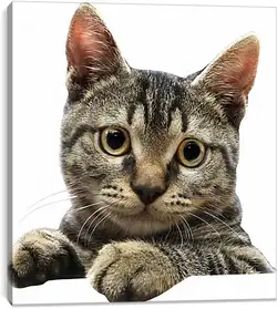 Постер на подрамнике - Котенок Постер на подрамнике - Котенок
